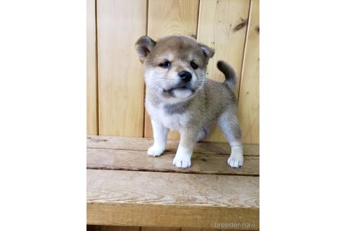 成約済の大阪府の柴犬-161950の4枚目