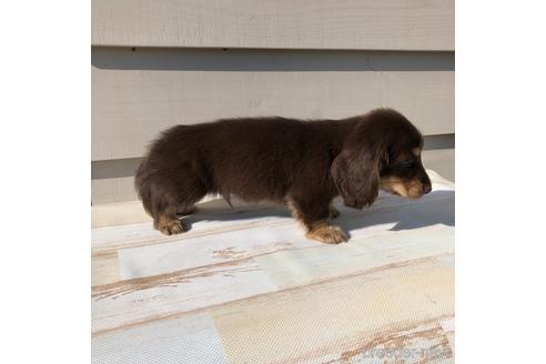 成約済の愛知県のミニチュアダックスフンド(ロングヘアード)-161952の2枚目