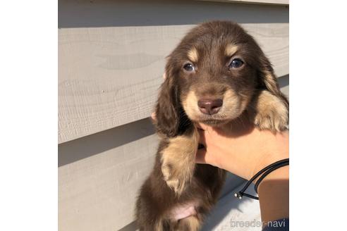 成約済の愛知県のミニチュアダックスフンド(ロングヘアード)-161952