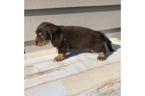 成約済の愛知県のミニチュアダックスフンド(ロングヘアード)-161952の3枚目