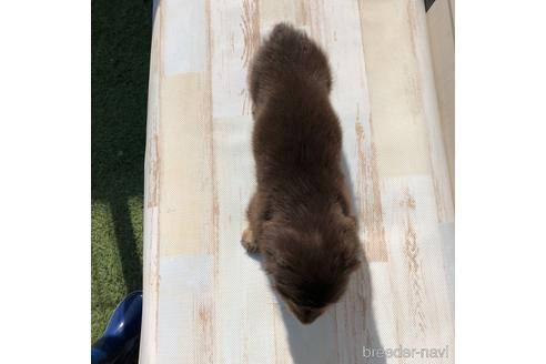 成約済の愛知県のミニチュアダックスフンド(ロングヘアード)-161952の4枚目