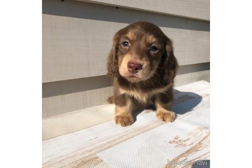 成約済の愛知県のミニチュアダックスフンド(ロングヘアード)-161953の1枚目
