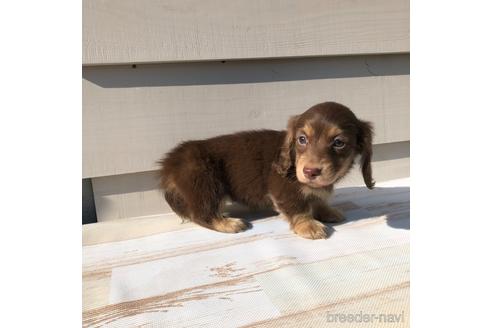 成約済の愛知県のミニチュアダックスフンド(ロングヘアード)-161953の3枚目