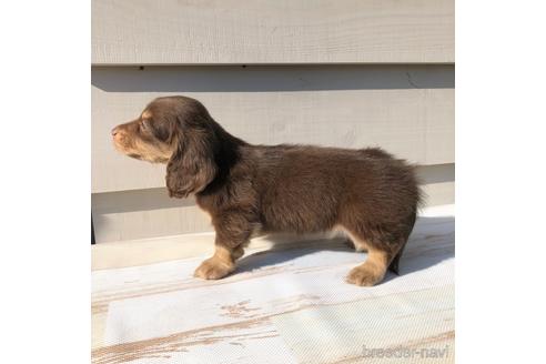成約済の愛知県のミニチュアダックスフンド(ロングヘアード)-161953の4枚目
