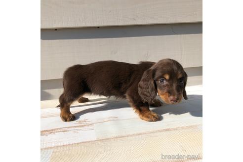 成約済の愛知県のミニチュアダックスフンド(ロングヘアード)-161955の2枚目