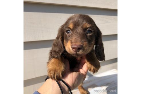 成約済の愛知県のミニチュアダックスフンド(ロングヘアード)-161955の1枚目