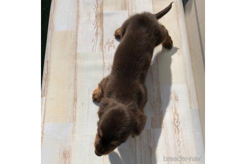 成約済の愛知県のミニチュアダックスフンド(ロングヘアード)-161955の4枚目