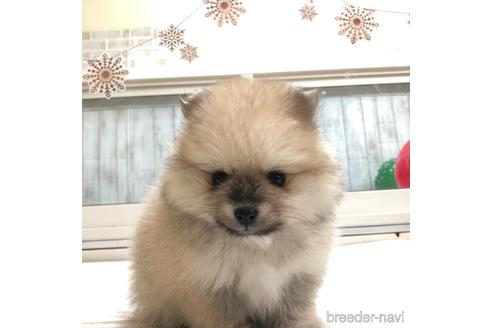 成約済の愛知県のポメラニアン-161956の1枚目