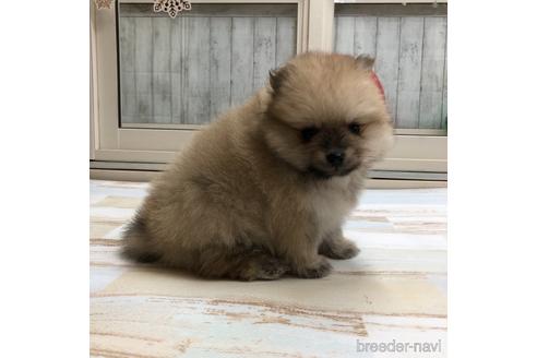 成約済の愛知県のポメラニアン-161956の2枚目