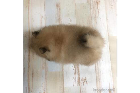 成約済の愛知県のポメラニアン-161956の3枚目