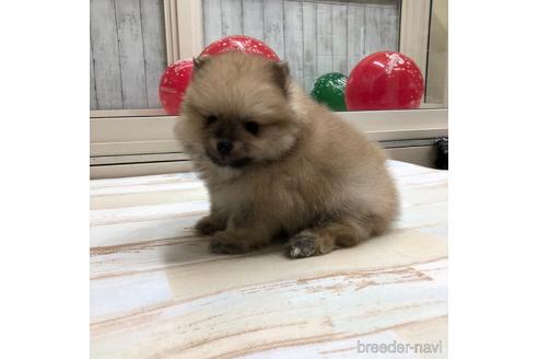 成約済の愛知県のポメラニアン-161956の4枚目