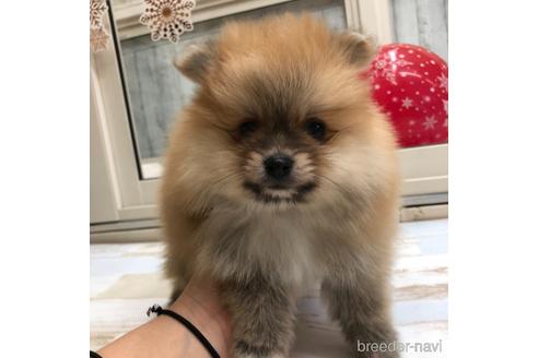 成約済の愛知県のポメラニアン-161960の1枚目