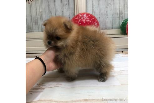 成約済の愛知県のポメラニアン-161960の2枚目