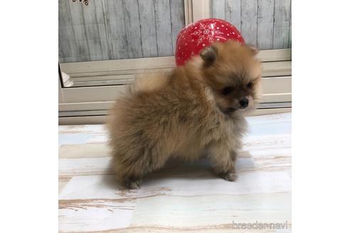 成約済の愛知県のポメラニアン-161960の4枚目