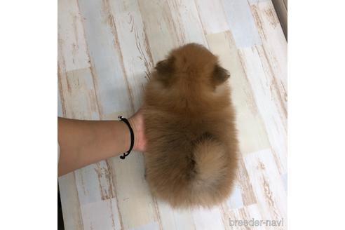 成約済の愛知県のポメラニアン-161960の3枚目