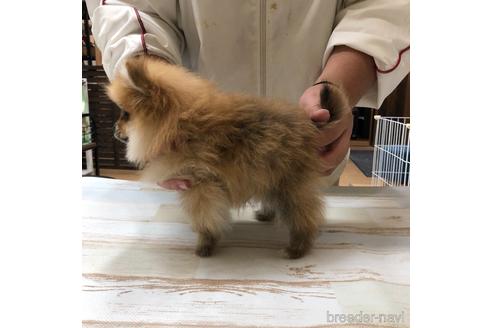成約済の愛知県のポメラニアン-161962の2枚目