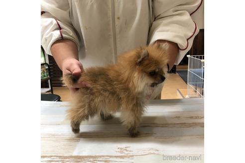 成約済の愛知県のポメラニアン-161962の3枚目