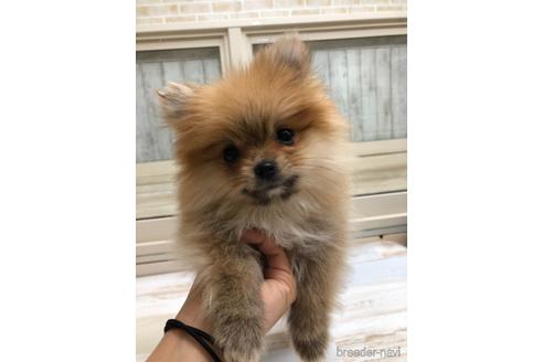 成約済の愛知県のポメラニアン-161962の1枚目