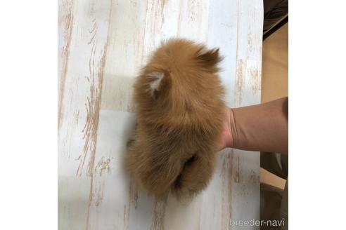 成約済の愛知県のポメラニアン-161962の4枚目