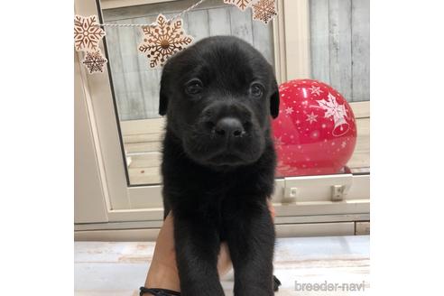 成約済の愛知県のラブラドールレトリーバー-161967の1枚目