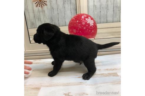 成約済の愛知県のラブラドールレトリーバー-161967の2枚目