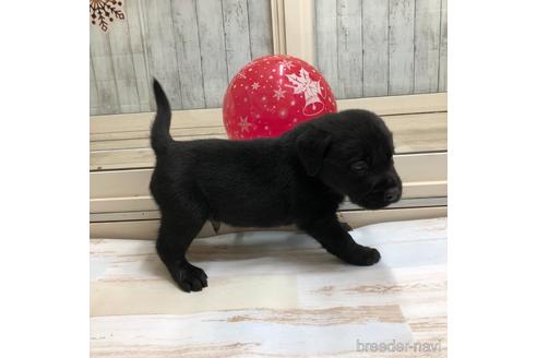 成約済の愛知県のラブラドールレトリーバー-161967の3枚目