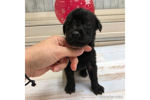 成約済の愛知県のラブラドールレトリーバー-161970の1枚目