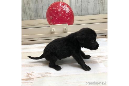 成約済の愛知県のラブラドールレトリーバー-161970の2枚目