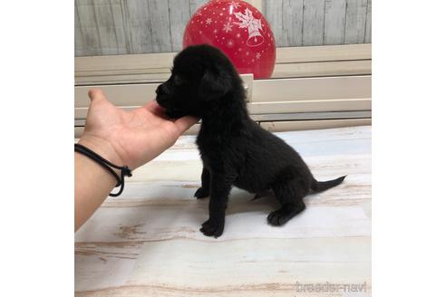 成約済の愛知県のラブラドールレトリーバー-161970の3枚目