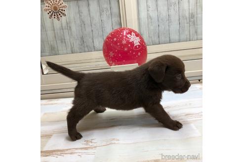 成約済の愛知県のラブラドールレトリーバー-161971の3枚目