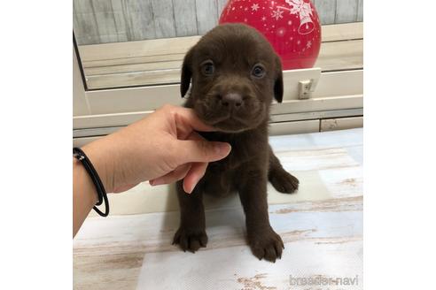 成約済の愛知県のラブラドールレトリーバー-161971の1枚目