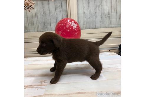 成約済の愛知県のラブラドールレトリーバー-161971の2枚目