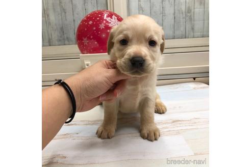 成約済の愛知県のラブラドールレトリーバー-161973の1枚目