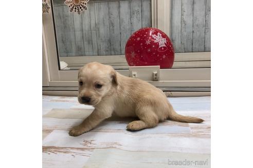 成約済の愛知県のラブラドールレトリーバー-161973の3枚目