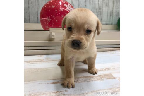 成約済の愛知県のラブラドールレトリーバー-161974の1枚目