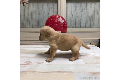 成約済の愛知県のラブラドールレトリーバー-161974の2枚目