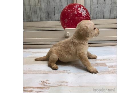 成約済の愛知県のラブラドールレトリーバー-161974の3枚目