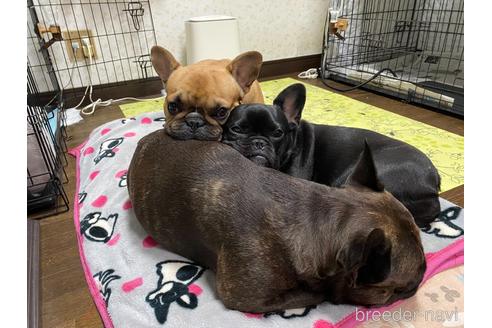 成約済の茨城県のフレンチブルドッグ-161179の7枚目