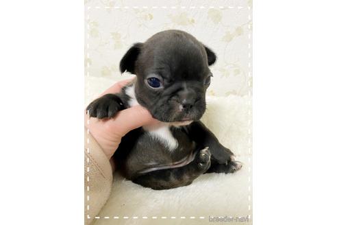 成約済の茨城県のフレンチブルドッグ-161180の29枚目
