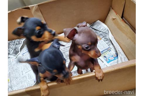 成約済の愛知県のミニチュアピンシャー(ミニピン)-160941の4枚目