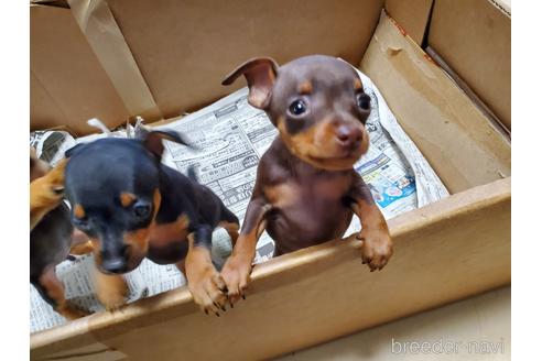 成約済の愛知県のミニチュアピンシャー(ミニピン)-160941の5枚目