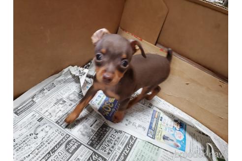 成約済の愛知県のミニチュアピンシャー(ミニピン)-160941