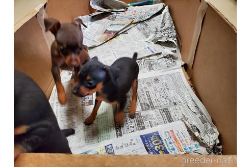 成約済の愛知県のミニチュアピンシャー(ミニピン)-160941の3枚目