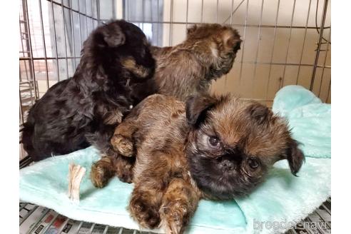 成約済の愛知県のブリュッセルグリフォン-160951