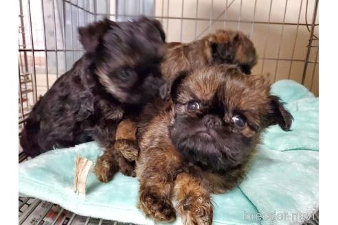 成約済の愛知県のブリュッセルグリフォン-160951の6枚目