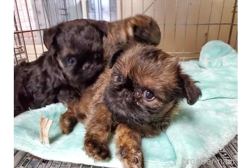 成約済の愛知県のブリュッセルグリフォン-160951の4枚目