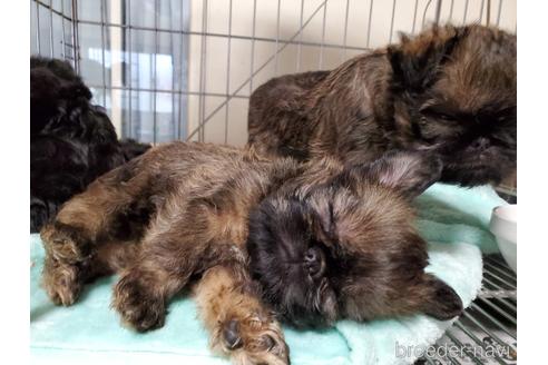 成約済の愛知県のブリュッセルグリフォン-160951の3枚目