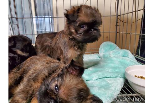 成約済の愛知県のブリュッセルグリフォン-160950