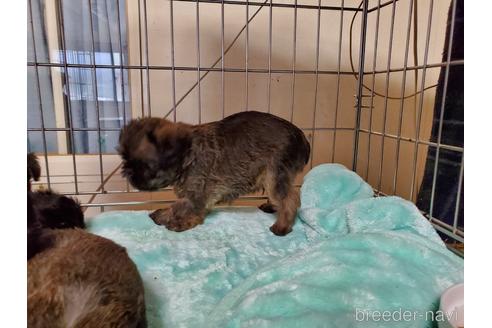 成約済の愛知県のブリュッセルグリフォン-160950の2枚目