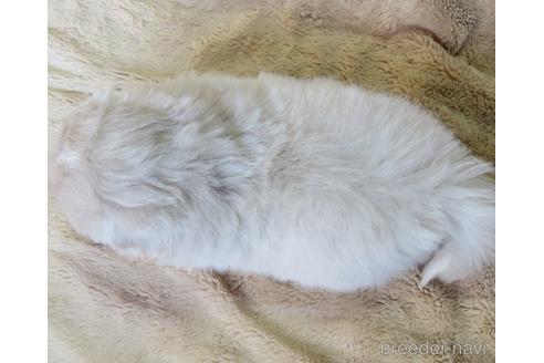 成約済の山口県のペキニーズ-162031の4枚目